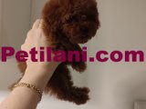 Ev Doğumu Toy Poodle Bebekler