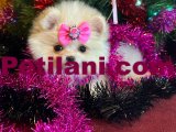Mini Boy Pomeranian Boo 