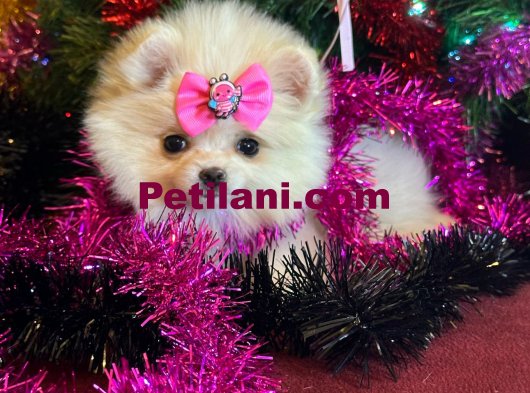 Mini Boy Pomeranian Boo 