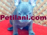 BLUE QUAD ERKEK MİCRO YAVRUMUZ İZMİR