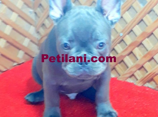 BLUE QUAD ERKEK MİCRO YAVRUMUZ İZMİR
