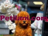 RED POODLE BEBEKLERİMİZ