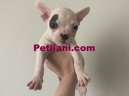 French bulldog 