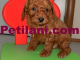 Erkek Toy Poodle yavrular