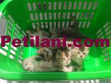 British shorthair ve Blue point yavruları 