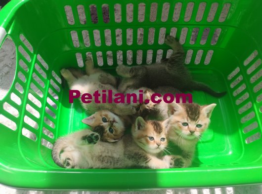 British shorthair ve Blue point yavruları 