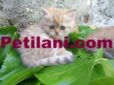 Exotic shorthair yavru kedi????
