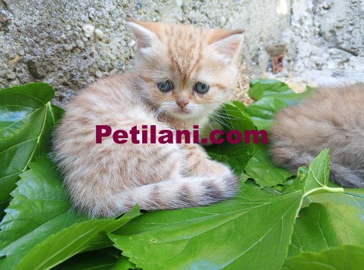 Exotic shorthair yavru kedi????