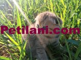  scotish yavru kedi ????