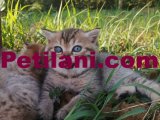 British  yavru kedi ????
