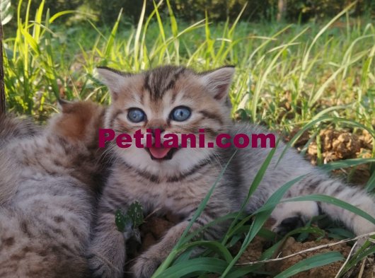 British  yavru kedi ????