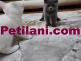 EŞSIZ GÜZELLİK,,,, BİRİTİSH SHORT HAİR