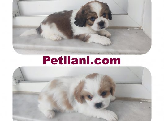 Cavalier King Charles yavrularımız