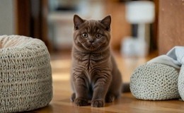 British Shorthair Kedisi Özellikleri ve Bakımı: