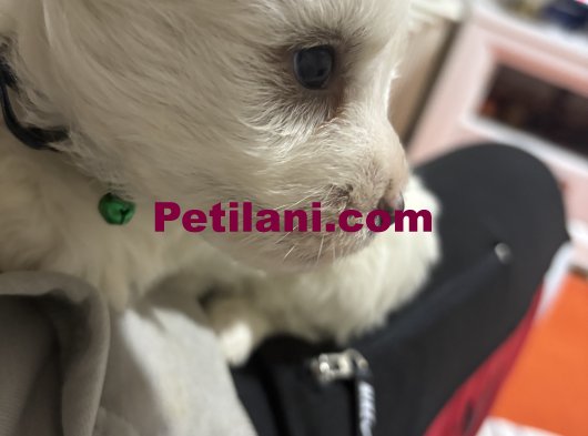 Maltenese terrier yavrular 5 adet