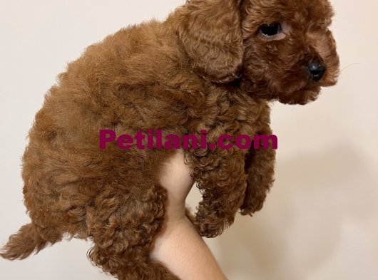 Toy Poodle Kore Kan Red Brown