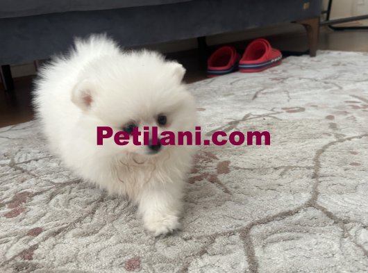Pomeranian Boo 3 Aylık