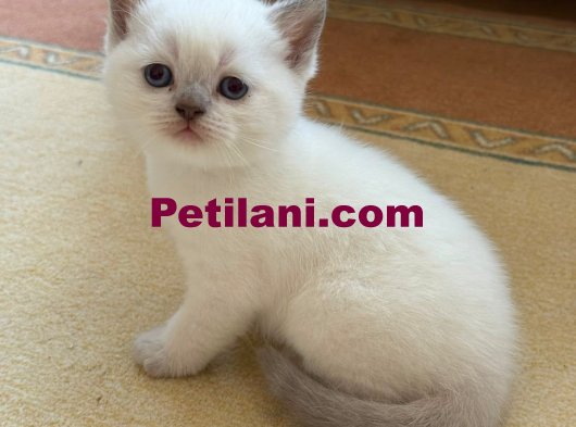 British Blue Point